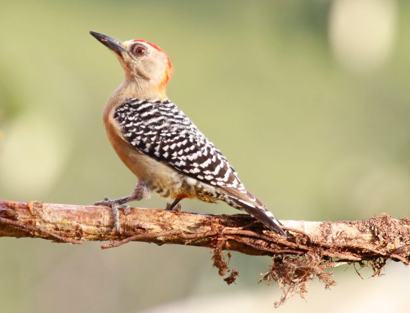 Red-crowned Woodpecker (Melanerpes rubricapillus)