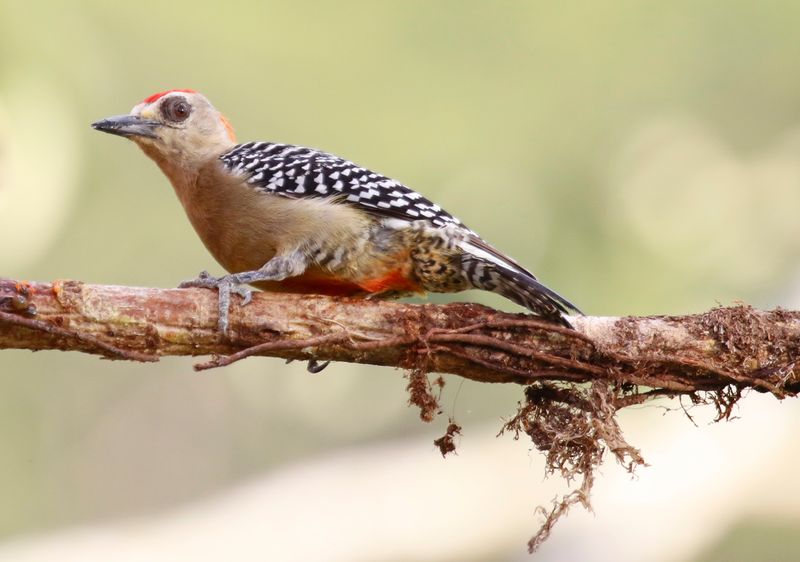 Red-crowned Woodpecker (Melanerpes rubricapillus rubricapillus) Villa Tica, Las Nubes Cloud forest, Costa Rica