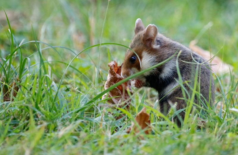 Common Hamster (Cricetus cricetus) Wien, Austria