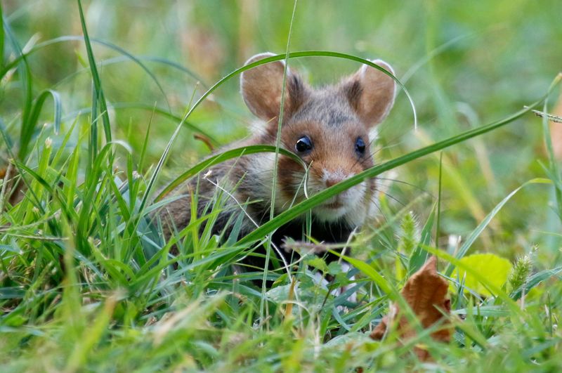 Common Hamster (Cricetus cricetus) Wien, Austria