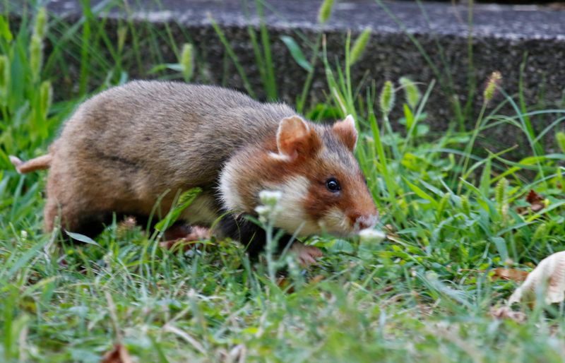Common Hamster (Cricetus cricetus) Wien, Austria
