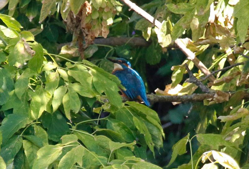Common Kingfisher (Alcedo atthis ispida) Wien, Austria