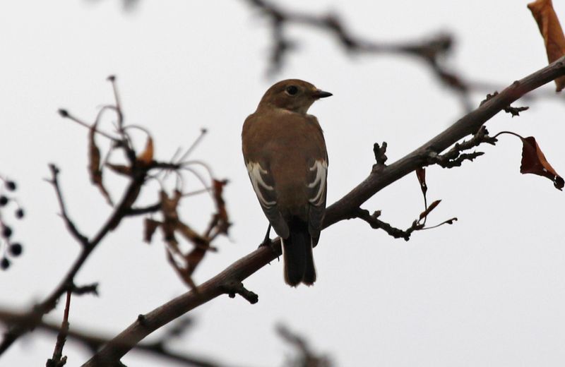 European Pied Flycatcher (Ficedula hypoleuca) Wien, Austria