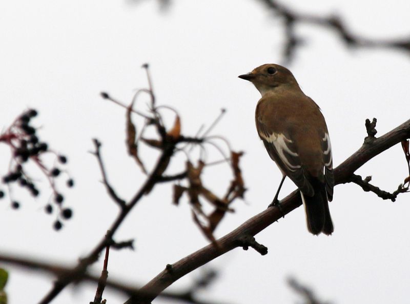 European Pied Flycatcher (Ficedula hypoleuca) Wien, Austria
