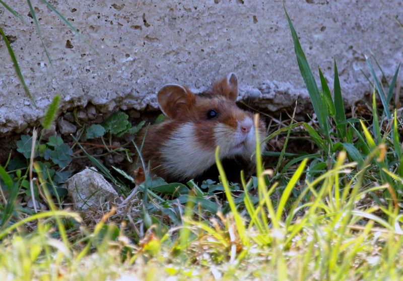 Common Hamster (Cricetus cricetus) Wien, Austria