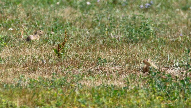 Siesel, European Ground Squirrel (Spermophilus citellus) Vienna, Austria