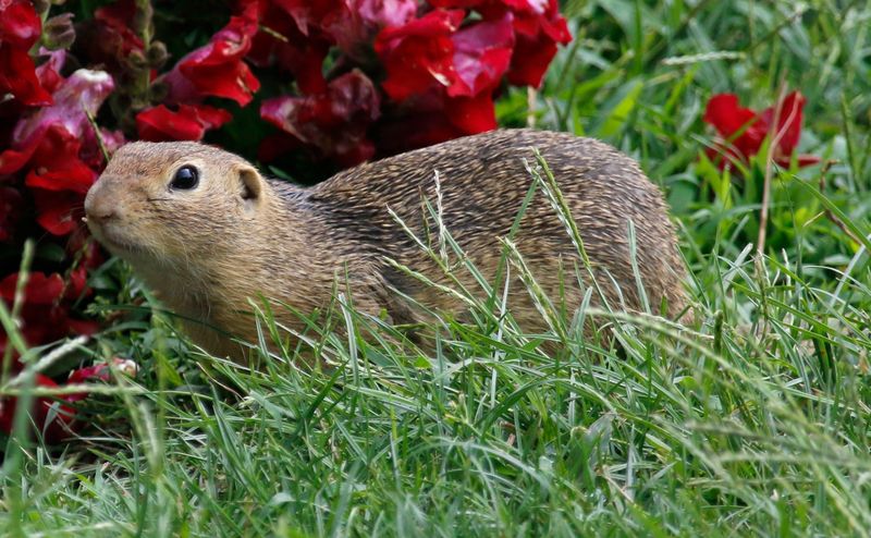Siesel, European Ground Squirrel (Spermophilus citellus) Vienna, Austria