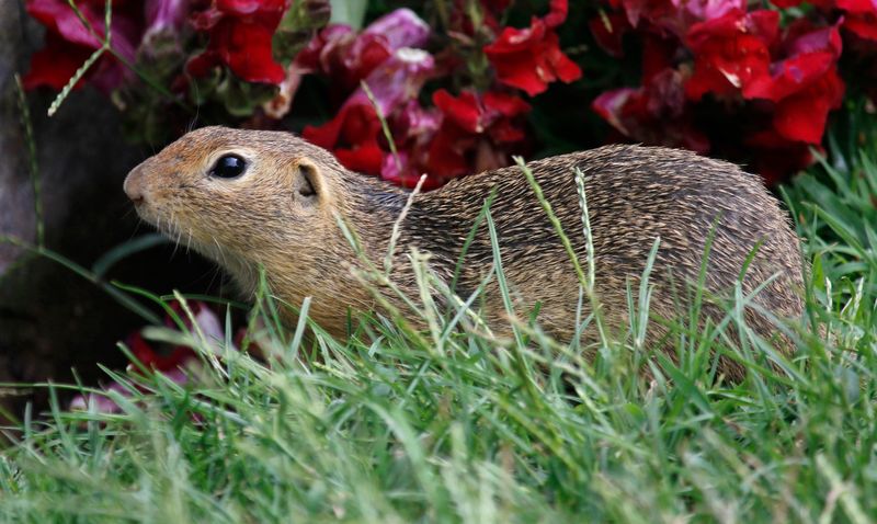 Siesel, European Ground Squirrel (Spermophilus citellus) Vienna, Austria