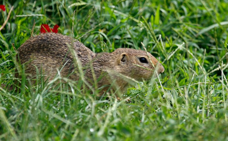 Siesel, European Ground Squirrel (Spermophilus citellus) Vienna, Austria