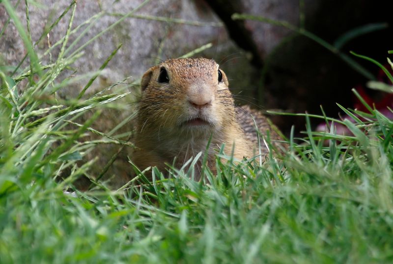 Siesel, European Ground Squirrel (Spermophilus citellus) Vienna, Austria