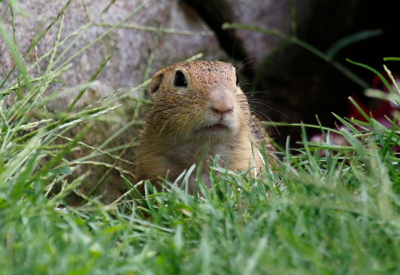 Siesel, European Ground Squirrel (Spermophilus citellus) Vienna, Austria