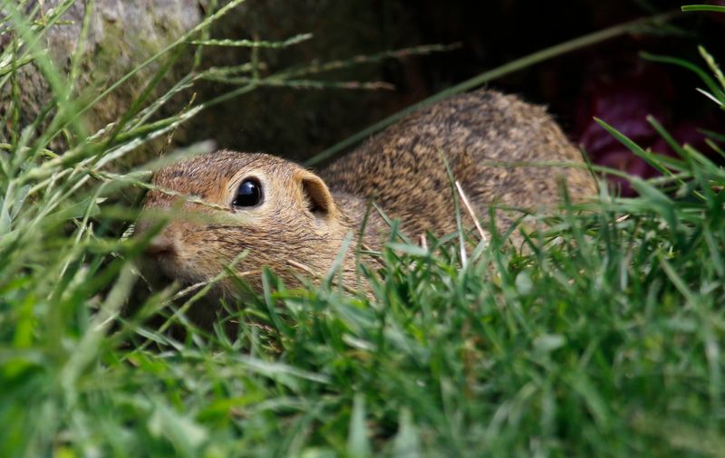 Siesel, European Ground Squirrel (Spermophilus citellus) Vienna, Austria