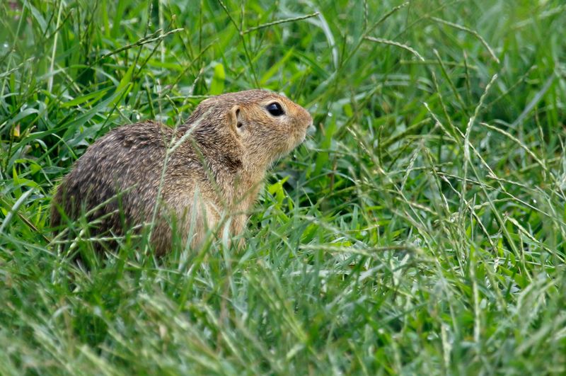 Siesel, European Ground Squirrel (Spermophilus citellus) Vienna, Austria