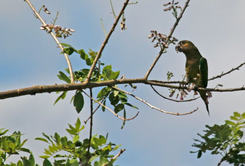 Brown-throated Parakeet (Eupsittula pertinax ocularis) Río Corredor, Ciudad Neily, Puntarenas, Costa Rica