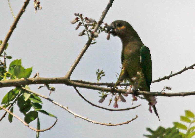 Brown-throated Parakeet (Eupsittula pertinax ocularis) Río Corredor, Ciudad Neily, Puntarenas, Costa Rica