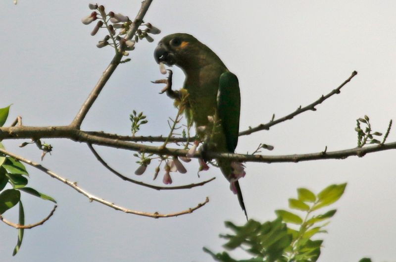Brown-throated Parakeet (Eupsittula pertinax ocularis) Río Corredor, Ciudad Neily, Puntarenas, Costa Rica