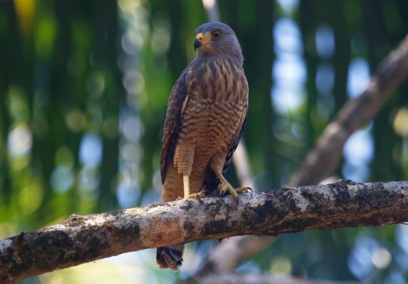 Roadside Hawk (Rupornis magnirostris) Ciudad Neily, Puntarenas, Costa Rica