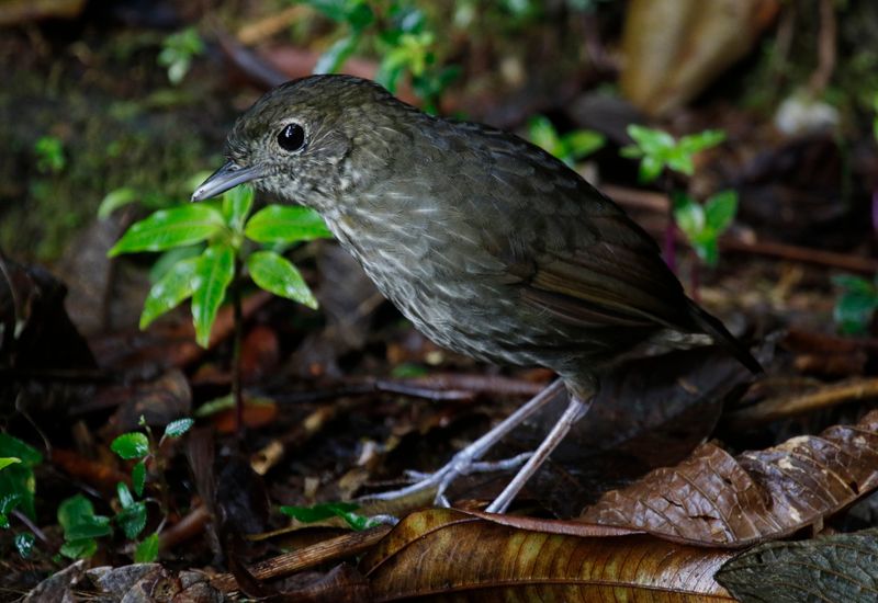 Cundinamarca Antpitta (Grallaria kaestneri) Refugio del Tororoi, Sendero La Herrería, Cundinamarca, Colombia