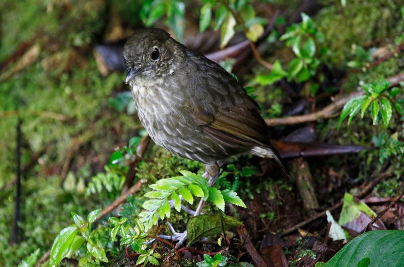 Cundinamarca Antpitta (Grallaria kaestneri) Refugio del Tororoi, Sendero La Herrería, Cundinamarca, Colombia