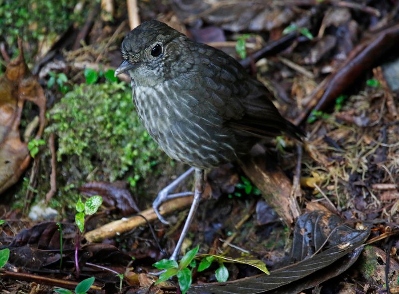 Cundinamarca Antpitta (Grallaria kaestneri) Refugio del Tororoi, Sendero La Herrería, Cundinamarca, Colombia
