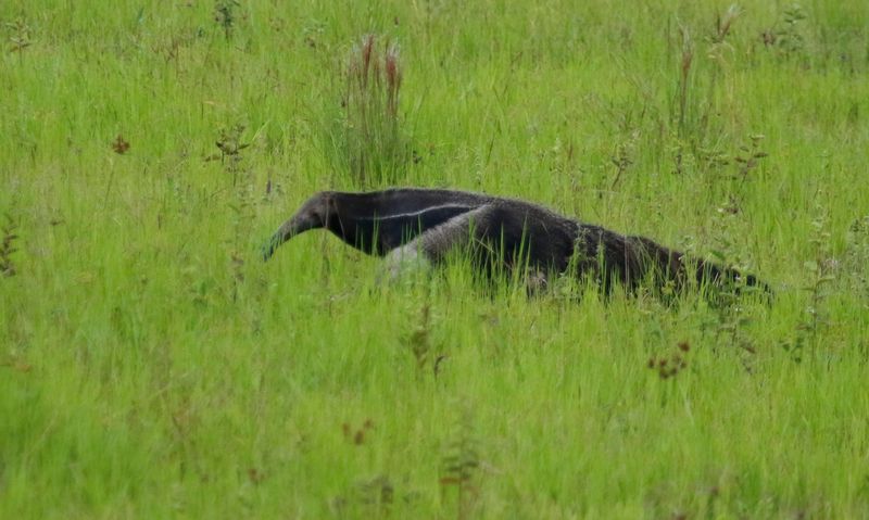 Giant Anteater (Myrmecophaga tridactyla) Llanos, Casanare, Colombia