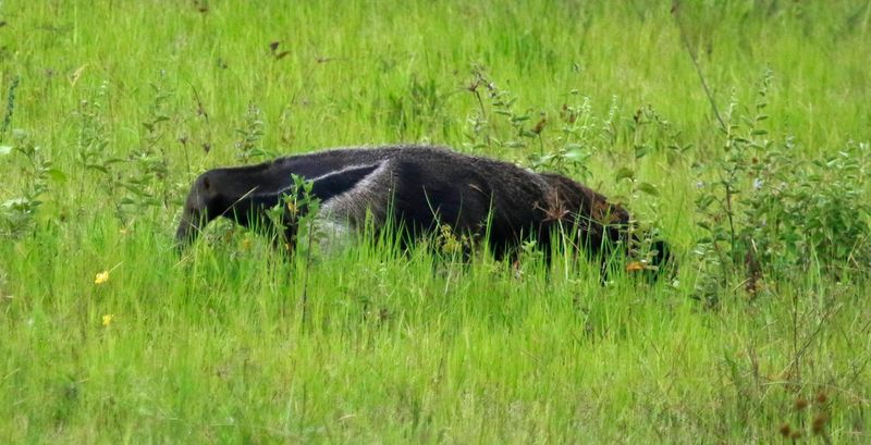 Giant Anteater (Myrmecophaga tridactyla) Llanos, Casanare, Colombia