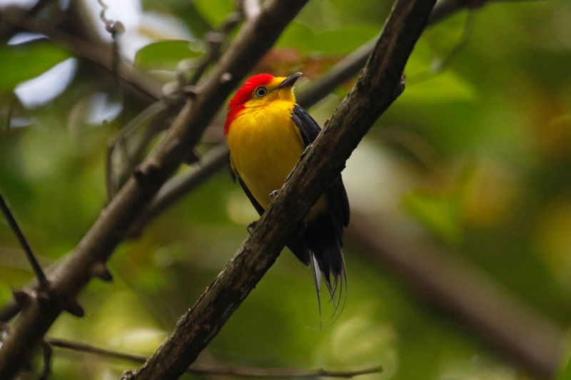 Wire-tailed Manakin (Pipra filicauda subpallida) Reserva Natural La Aurora, Ecolodge Juan Solito, Casanare, Colombia