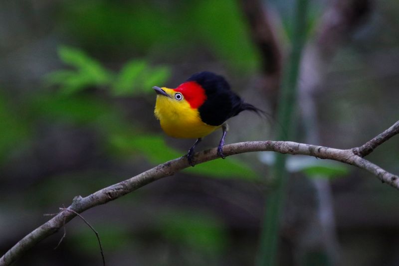 Wire-tailed Manakin (Pipra filicauda subpallida) Reserva Natural La Aurora, Ecolodge Juan Solito, Casanare, Colombia