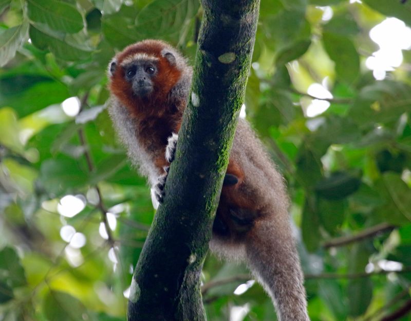Ornate Titi Monkey (Plecturocebus ornatus) Villavicencio, Meta, Colombia