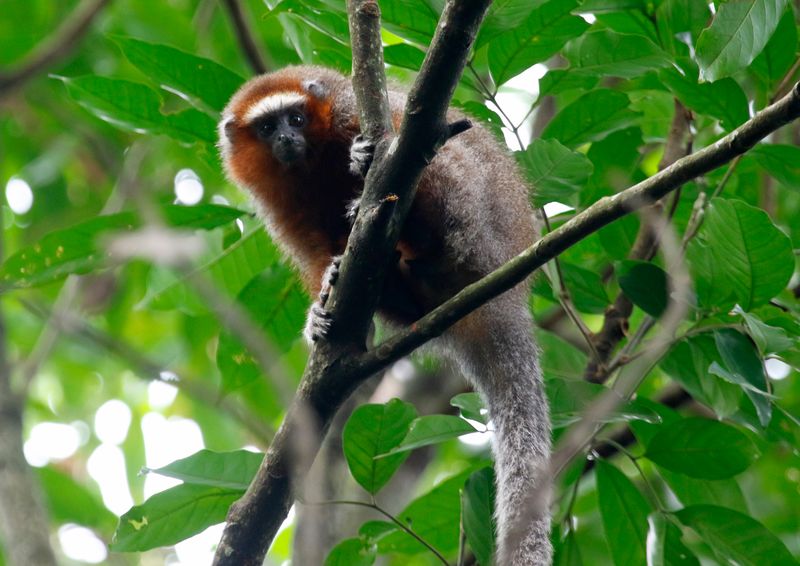 Ornate Titi Monkey (Plecturocebus ornatus) Villavicencio, Meta, Colombia