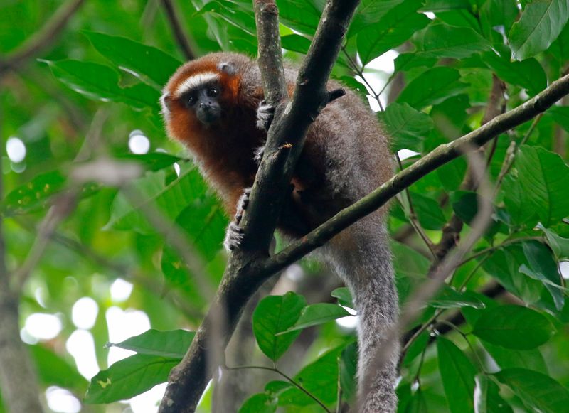 Ornate Titi Monkey (Plecturocebus ornatus) Villavicencio, Meta, Colombia