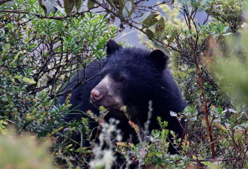 Spectacled Bear (Tremarctos ornatus) Paramo de Chingaza, Cundinamarca, Colombia
