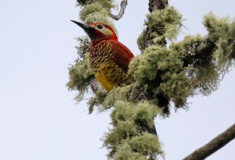 Crimson-mantled Woodpecker (Colaptes rivolii) PNR Vista Hermosa de Monquentivá, Cundinamarca, Colombia