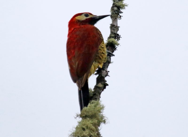 Crimson-mantled Woodpecker (Colaptes rivolii) PNR Vista Hermosa de Monquentivá, Cundinamarca, Colombia