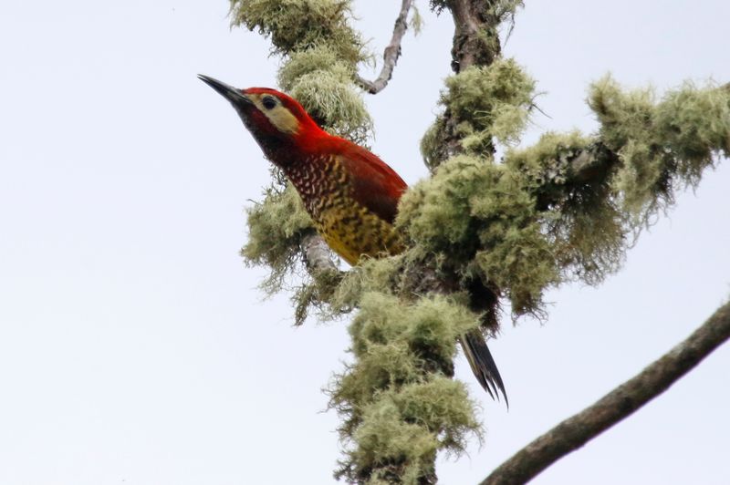 Crimson-mantled Woodpecker (Colaptes rivolii) PNR Vista Hermosa de Monquentivá, Cundinamarca, Colombia