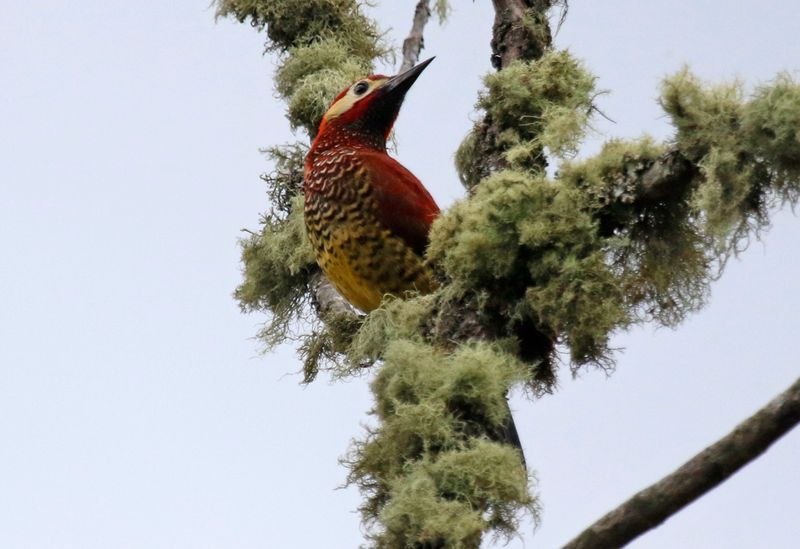 Crimson-mantled Woodpecker (Colaptes rivolii) PNR Vista Hermosa de Monquentivá, Cundinamarca, Colombia