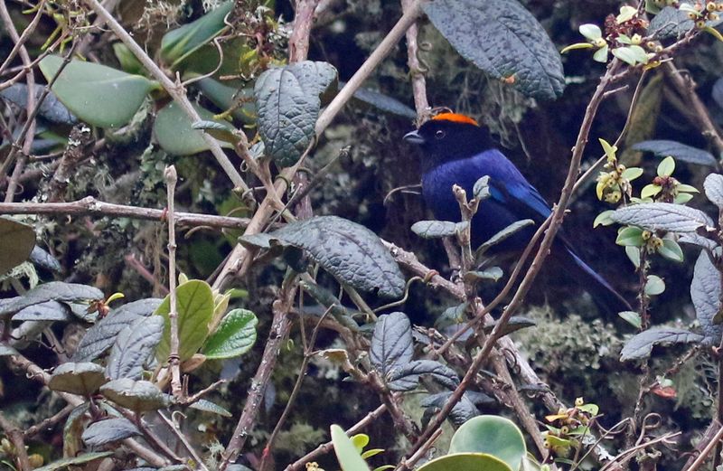 Golden-crowned Tanager (Iridosornis rufivertex) PNR Vista Hermosa de Monquentivá, Cundinamarca, Colombia