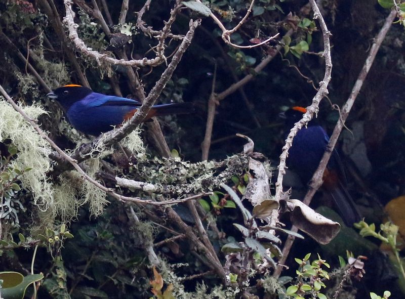 Golden-crowned Tanager (Iridosornis rufivertex) PNR Vista Hermosa de Monquentivá, Cundinamarca, Colombia