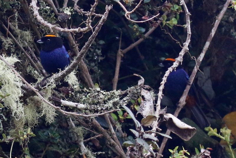 Golden-crowned Tanager (Iridosornis rufivertex)