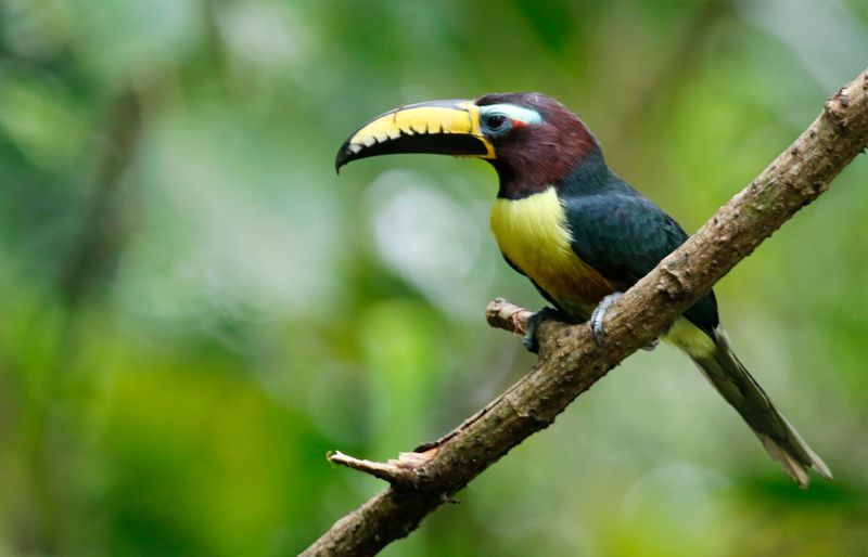 Lettered Aracari (Pteroglossus inscriptus humboldti) RN Rancho Camaná, Meta, Colombia