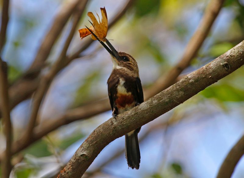 Pale-headed Jacamar (Brachygalba goeringi) Casa Hato La Aurora, Reserva Natural La Aurora, Casanare, Colombia