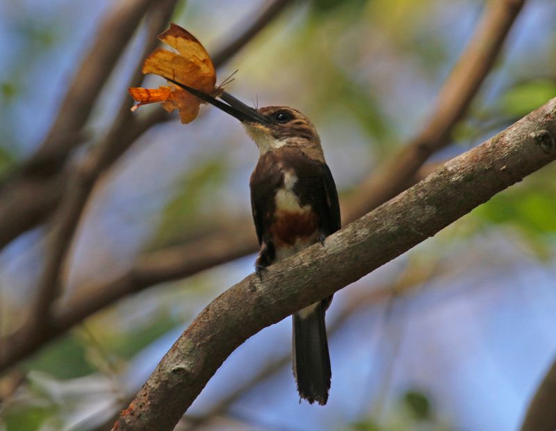 Pale-headed Jacamar (Brachygalba goeringi) Casa Hato La Aurora, Reserva Natural La Aurora, Casanare, Colombia
