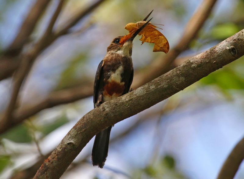 Pale-headed Jacamar (Brachygalba goeringi) Casa Hato La Aurora, Reserva Natural La Aurora, Casanare, Colombia