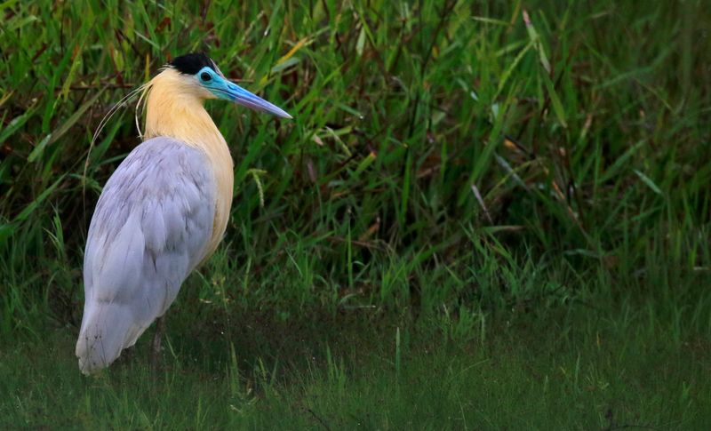 Capped Heron (Pilherodius pileatus) Hato La Aurora Nature Reserve, Ecolodge Juan Solito, Casanare, Colombia