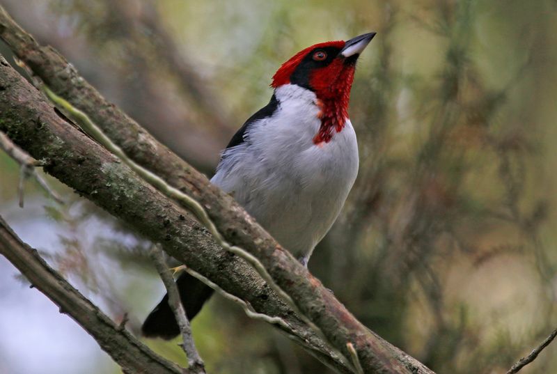 Masked Cardinal (Paroaria nigrogenis) Casa Hato La Aurora, Reserva Natural La Aurora, Casanare, Colombia