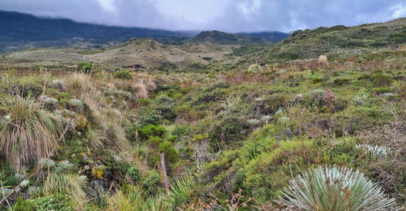 Paramo at PNR Vista Hermosa de Monquentivá, Cundinamarca, Colombia