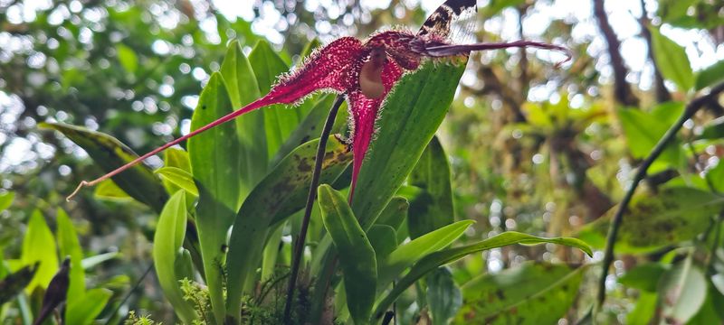Orchid species, Observatorio de aves, Reserva Bosque Guajira, Cundinamarca Colombia