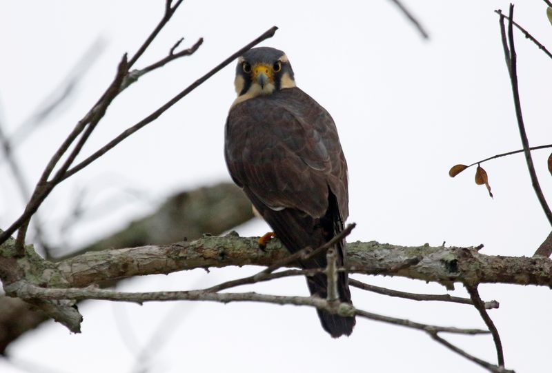 Aplomado Falcon (Falco femoralis) Hato La Aurora Nature Reserve, Ecolodge Juan Solito, Casanare, Colombia