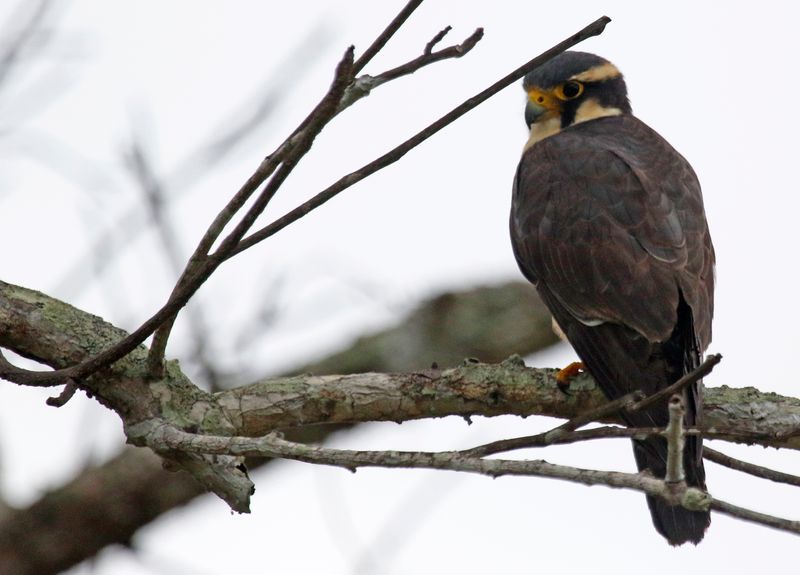 Aplomado Falcon (Falco femoralis) Hato La Aurora Nature Reserve, Ecolodge Juan Solito, Casanare, Colombia