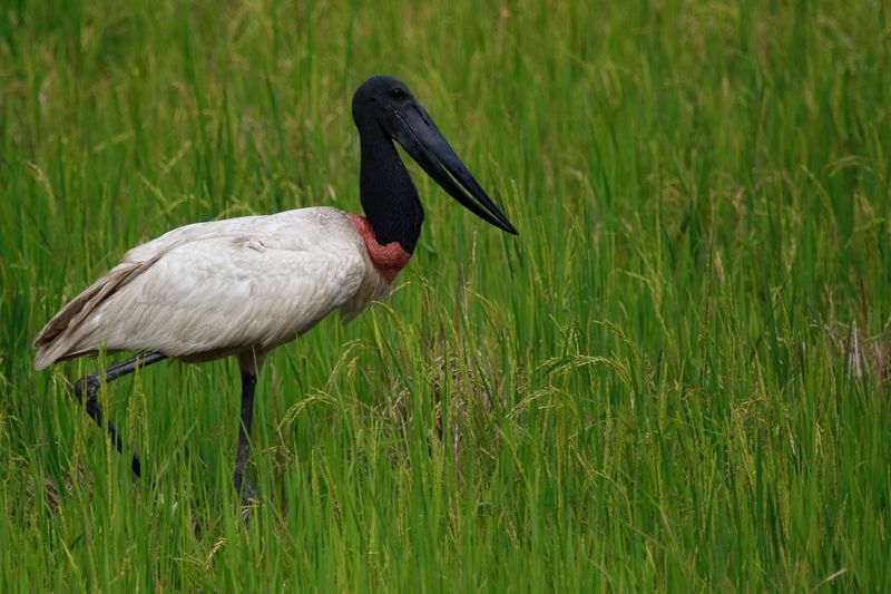 Jabiru (Jabiru mycteria) Hato La Aurora Nature Reserve, Ecolodge Juan Solito, Casanare, Colombia